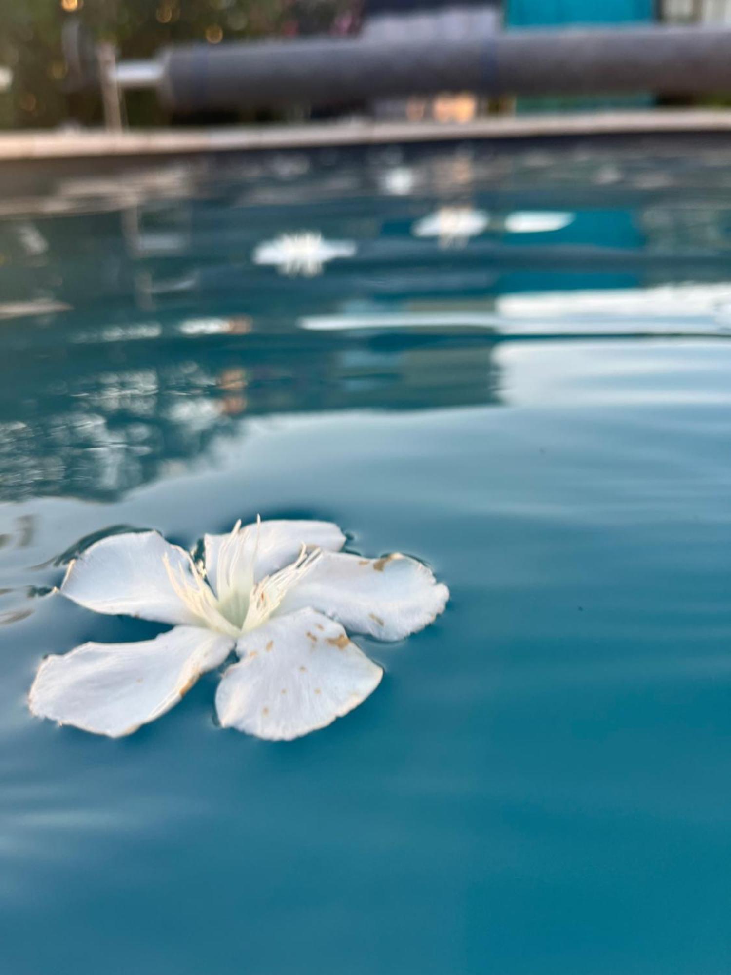 דירות איל-סור-לה-סורג Sasha'Blue-Terrasse Jardin-Park-Clim-Piscine מראה חיצוני תמונה